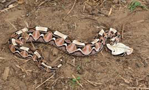 GABON VIPER